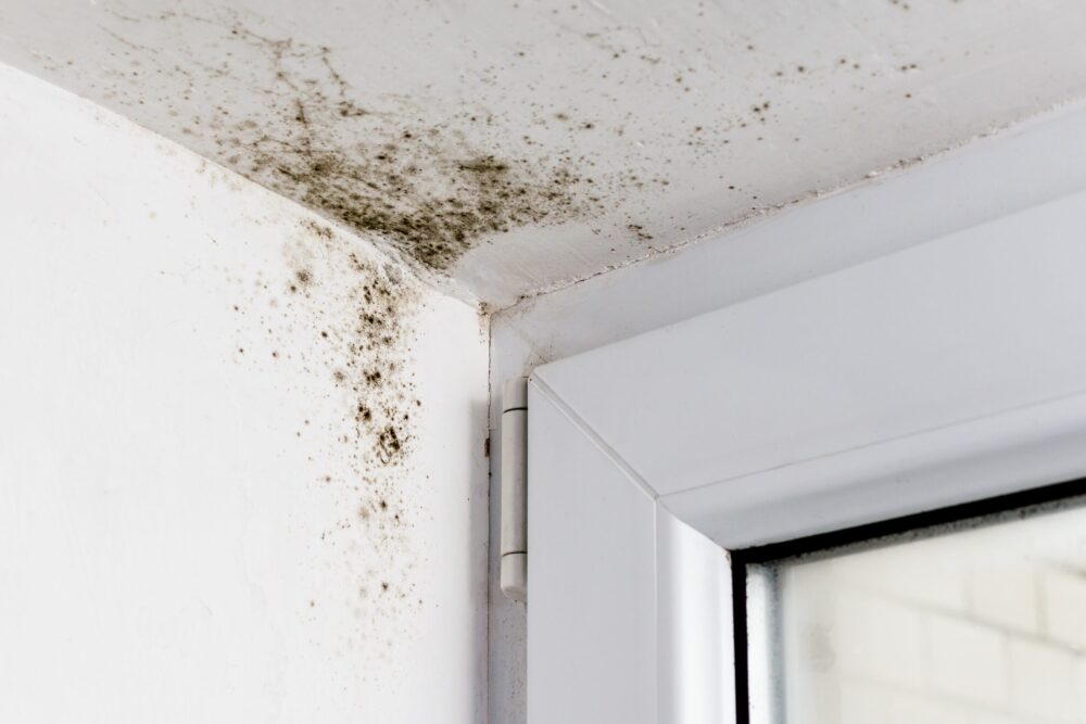 Does Removing Surface Mold Solve the Problem? Why Underlying Moisture Must Be Addressed